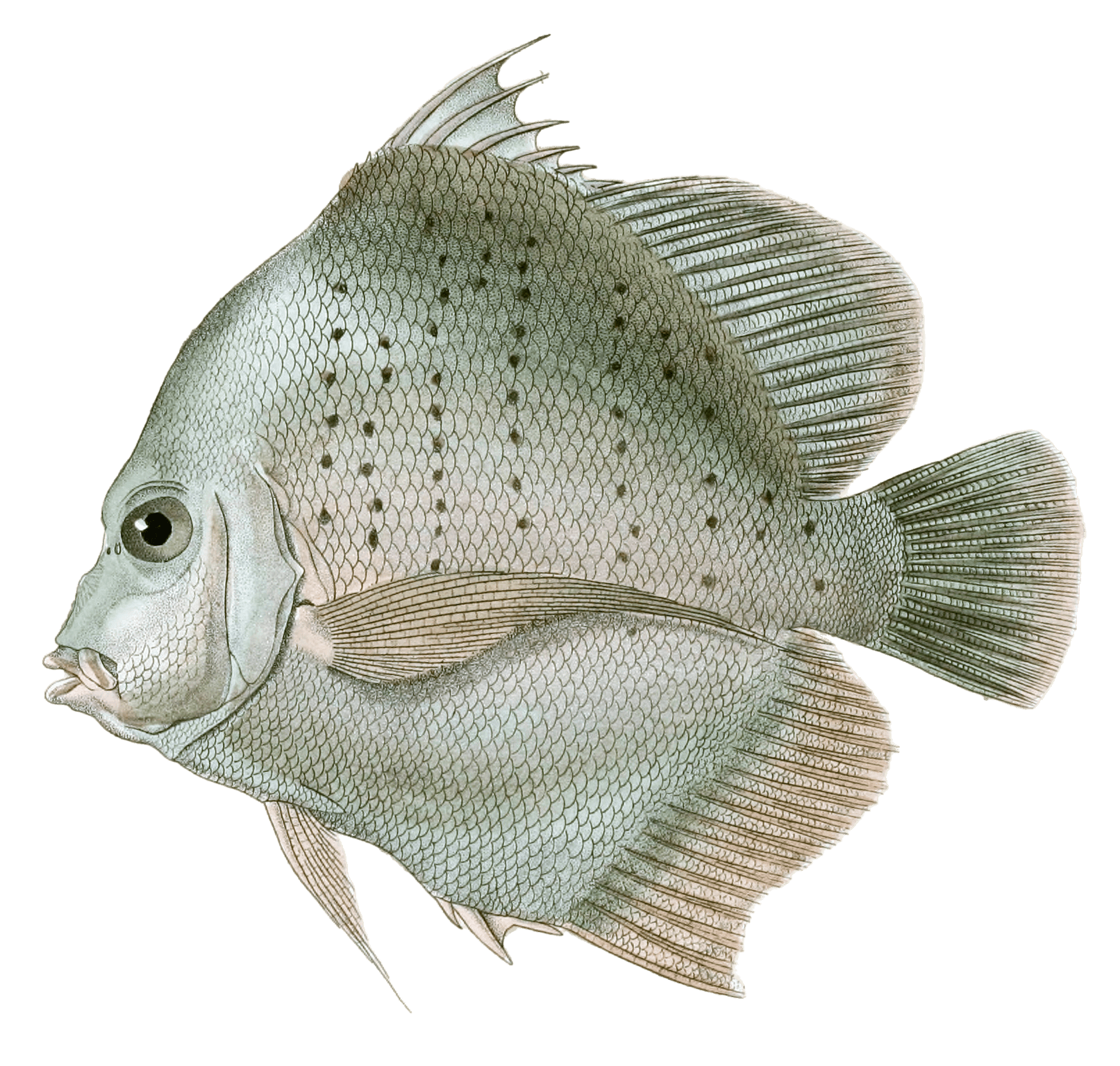 Drepane Ponctuee Vintage Fish Illustrations In The Public Domain