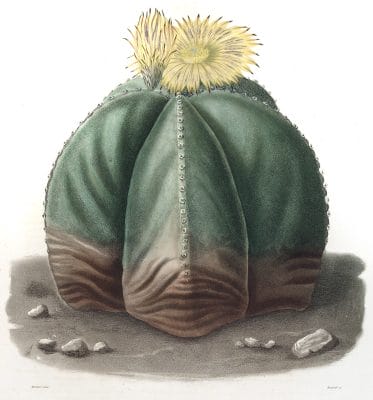 Echinocactus Myriostigma Vintage Cactus Illustrations