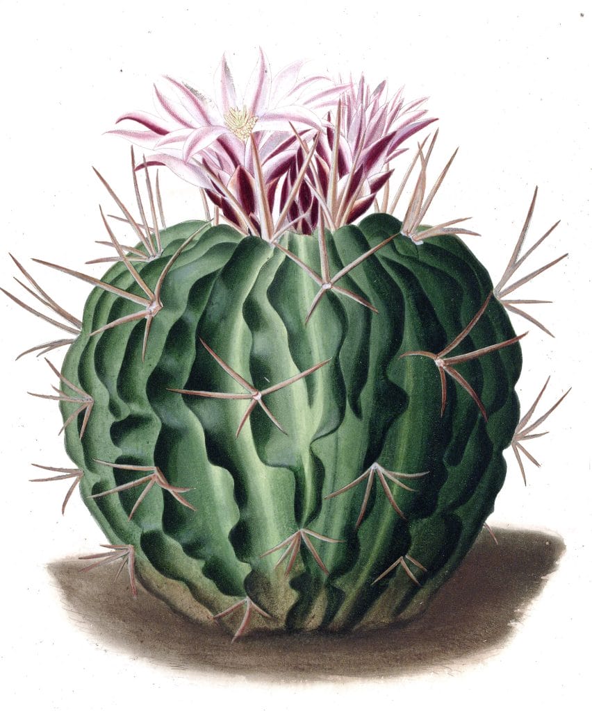 Echinocactus Pentacanthus Vintage Cactus Illustrations