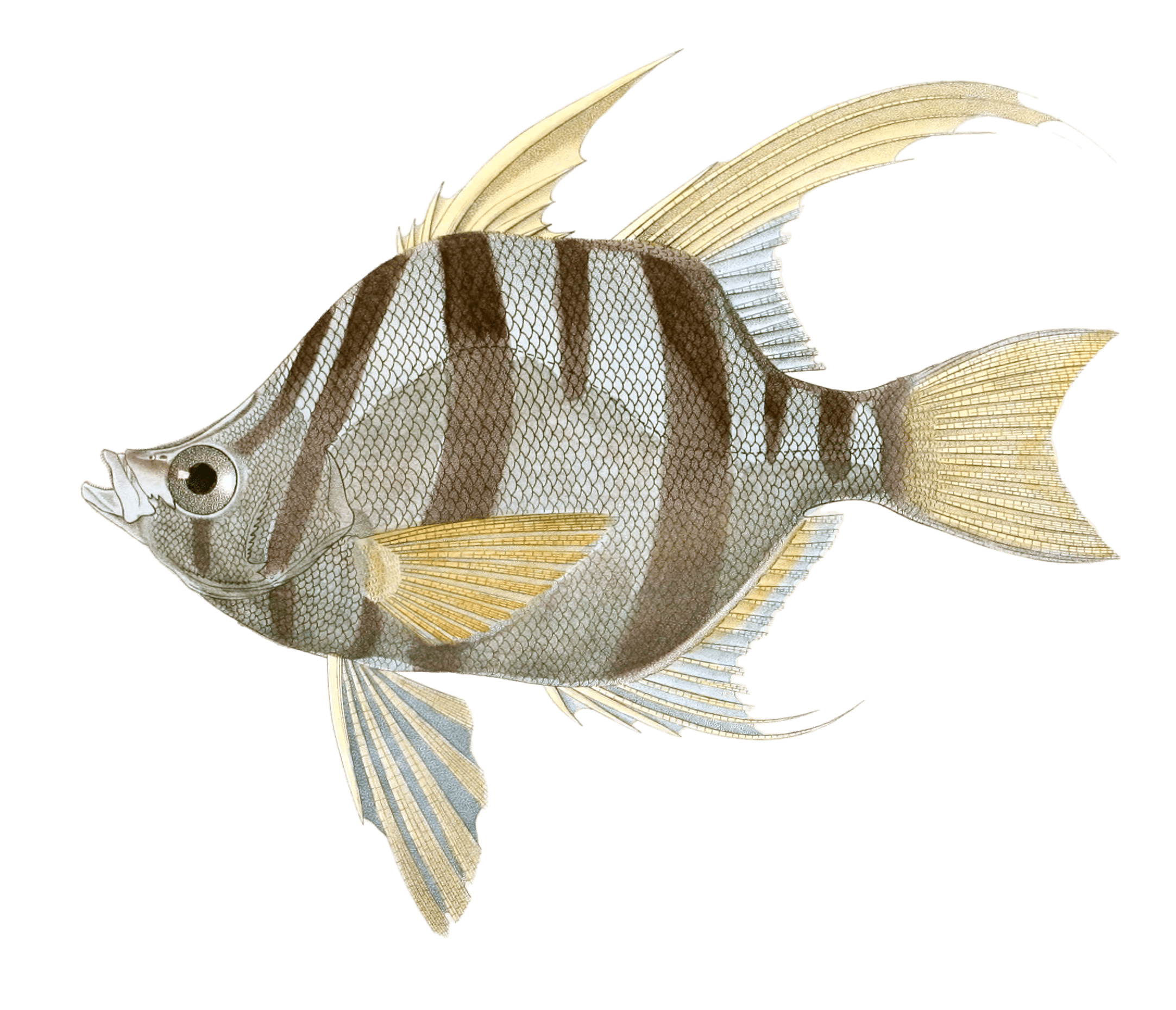 Enoplose Arme Enoplosus Armatus. N. Vintage Fish Illustrations In The ...