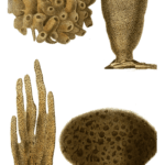 Eponge Bullee Vintage Sea Sponge Illustrations In The Public Domain