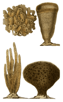 Eponge Bullee Vintage Sea Sponge Illustrations In The Public Domain