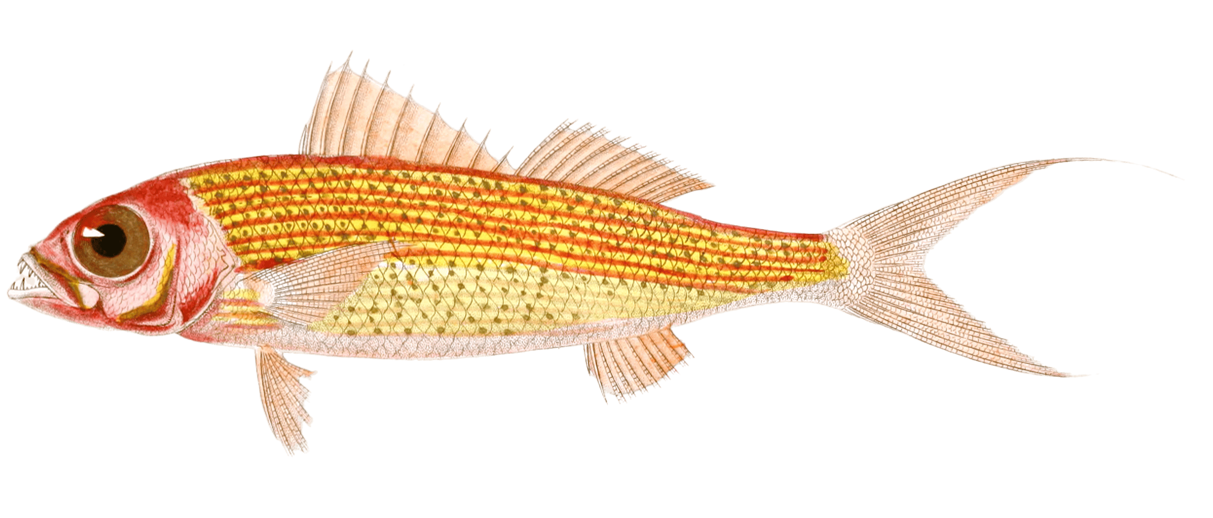 Etelis Escarboucle Etelis Carbunculus. N. Vintage Fish Illustrations In The Public Domain