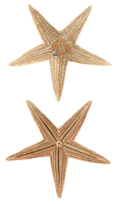Etoile De Mer Starfish Vintage Starfish Illustrations In The Public Domain