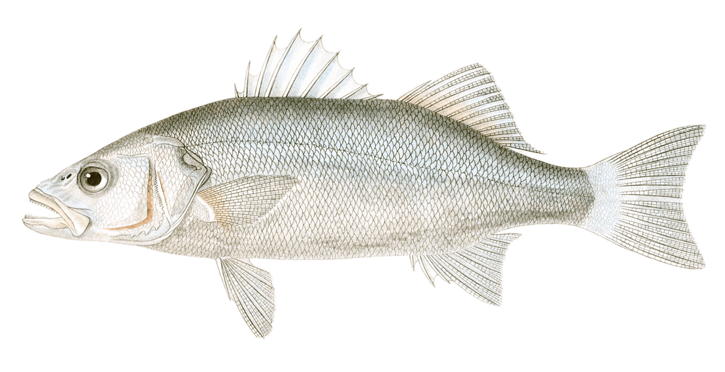 European Bass Vintage Fish Illustrations In The Public Domain