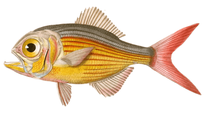 Genus Beryx Vintage Fish Illustrations In The Public Domain