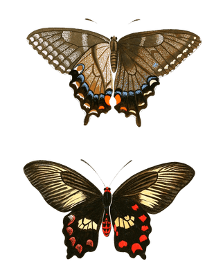 Glaucus Polydorus Vintage Butterfly Illustration