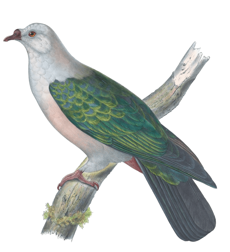 Globicera Pacifica Vintage Dove Illustrations In The Public Domain