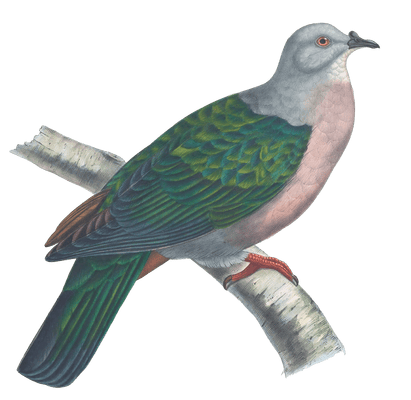 Globicera Sundevalli Vintage Dove Illustrations In The Public Domain