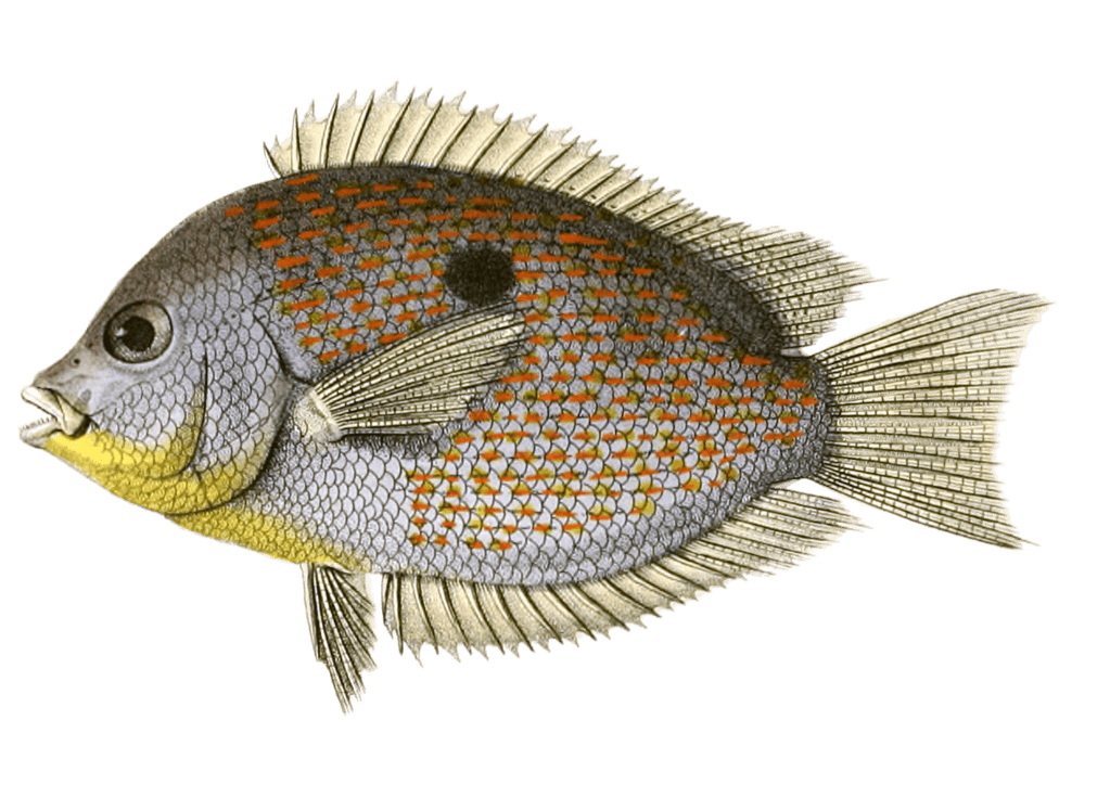 Glyphisodon Coruchi Vintage Fish Illustrations In The Public Domain