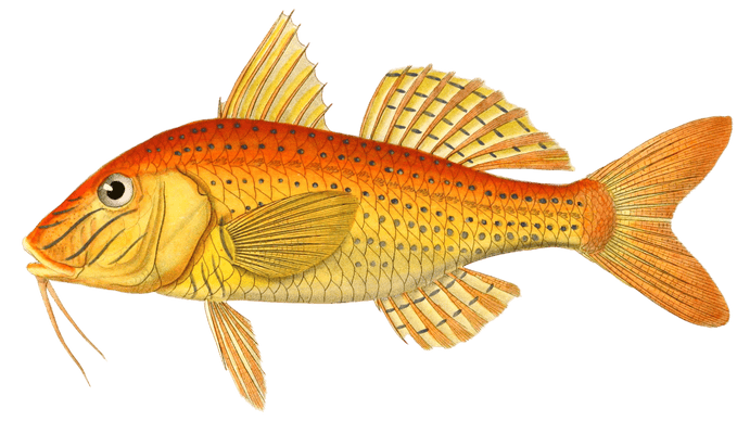 Goatfish Upeneus De Vlaining Vintage Fish Illustrations In The Public Domain