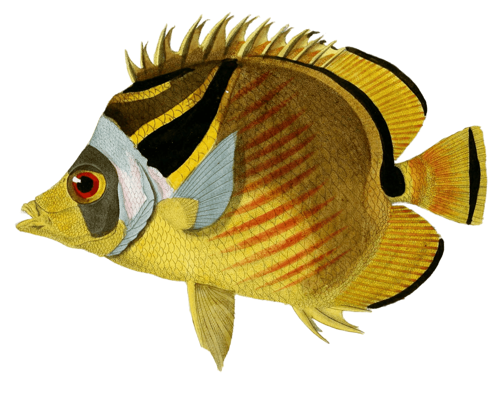 Goldstripe Butterflyfish Chetodon Croissant Vintage Fish Illustrations In The Public Domain