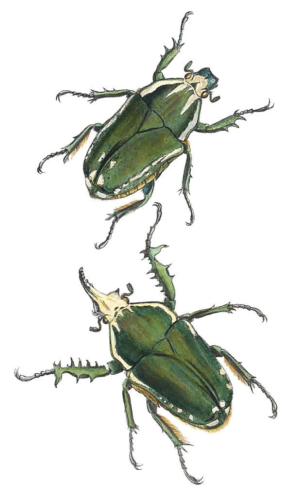 Goliathideous Cetoniidie Of Africa 1 Vintage Insect Illustration