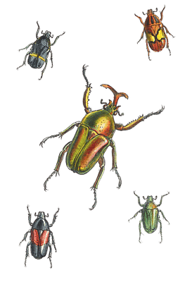 Goliathideous Cetoniidie Of Africa 2 Vintage Insect Illustration