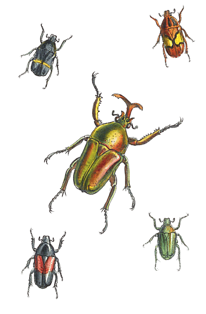 Goliathideous Cetoniidie Of Africa 2 Vintage Insect Illustration
