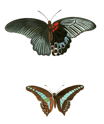 Great Mormon Papilio Memnon Common Bluebottle Sarpedon Vintage Butterfly Illustration
