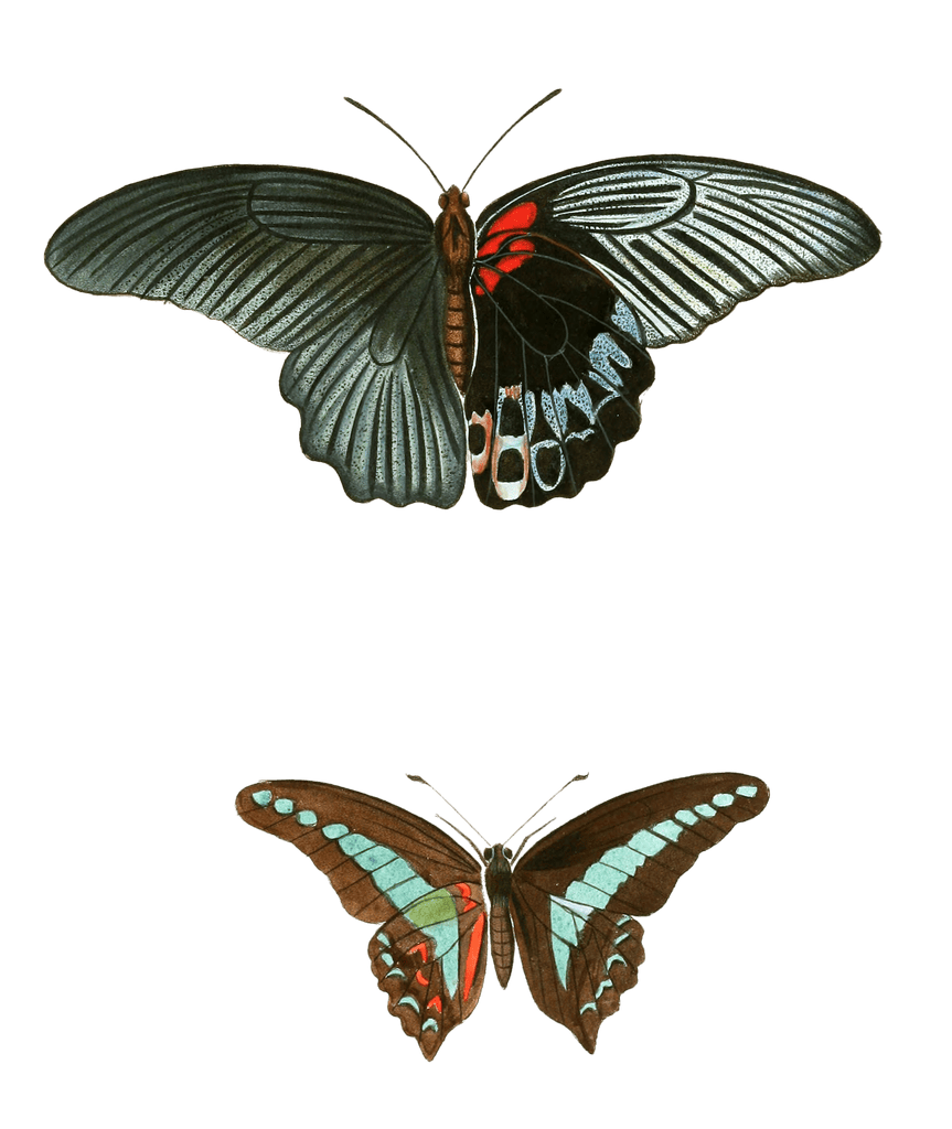 Great Mormon Papilio Memnon Common Bluebottle Sarpedon Vintage Butterfly Illustration