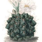 Gymnocalycium Gibbosum Vintage Cactus Illustrations