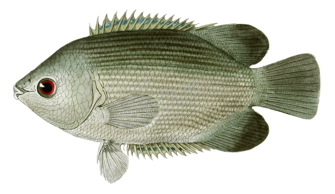 Helostome De Temminck Vintage Fish Illustrations In The Public Domain