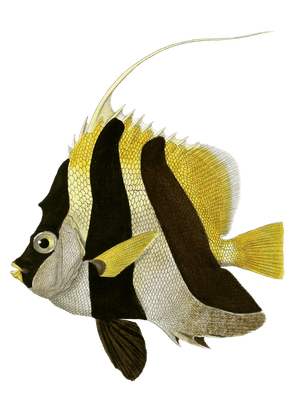 Henichus Licorne Vintage Fish Illustrations In The Public Domain