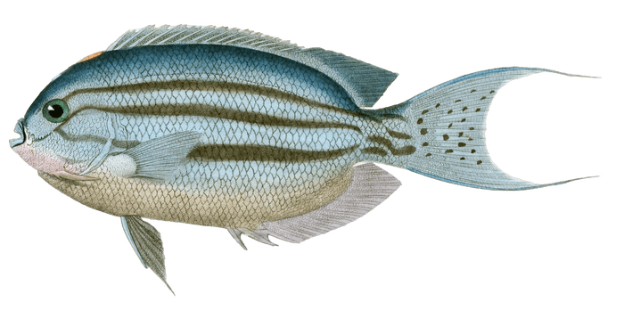 Holacanthe Lamarck Vintage Fish Illustrations In The Public Domain