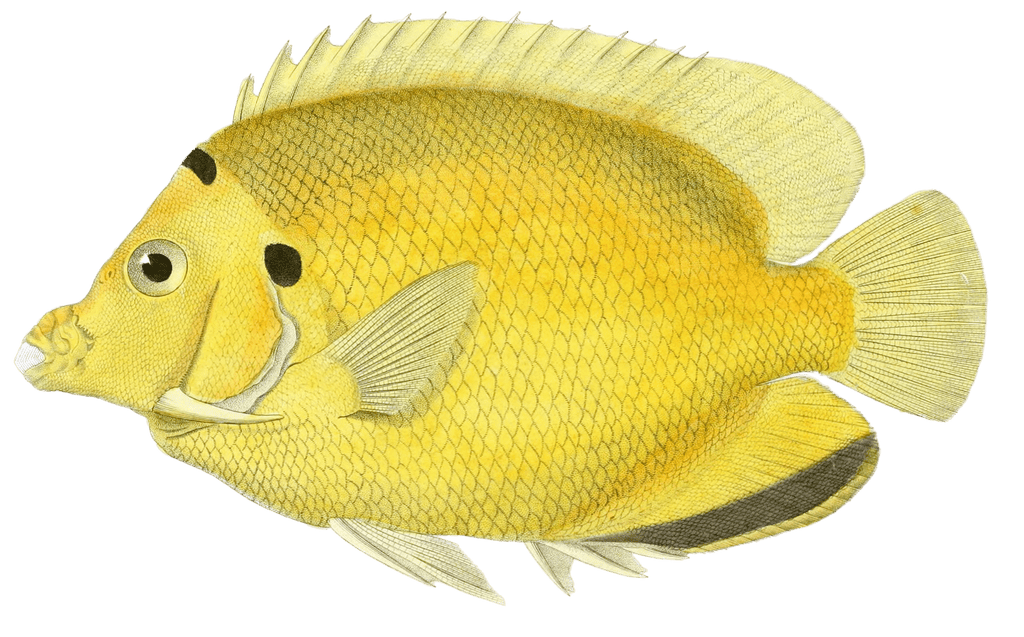 Holacanthe Triple Tache Vintage Fish Illustrations In The Public Domain