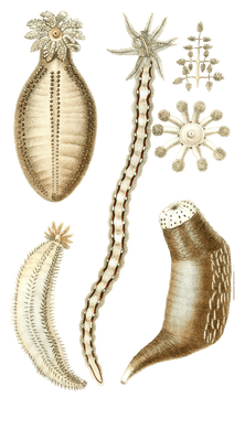 Holothurie Phantope Papilleuse Various Sea Cucumbers