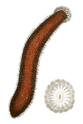 Holothurie Tubuleuse Sea Cucumber