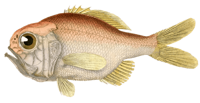 Hoplostethe De La Mediterrannee Vintage Fish Illustrations In The Public Domain