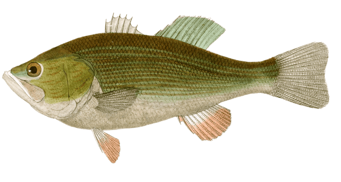 Huron Vintage Fish Illustrations In The Public Domain