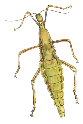 Illustration Of A Large Species Of Wingless Phasma Vintage Insect Illustration