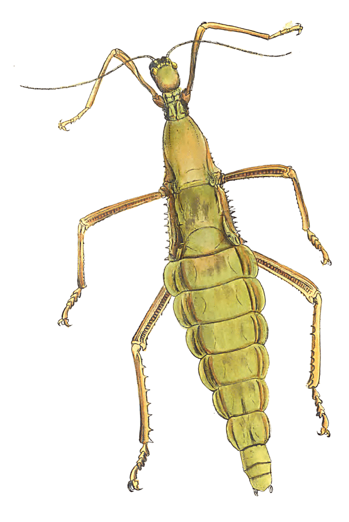Illustration Of A Large Species Of Wingless Phasma Vintage Insect Illustration