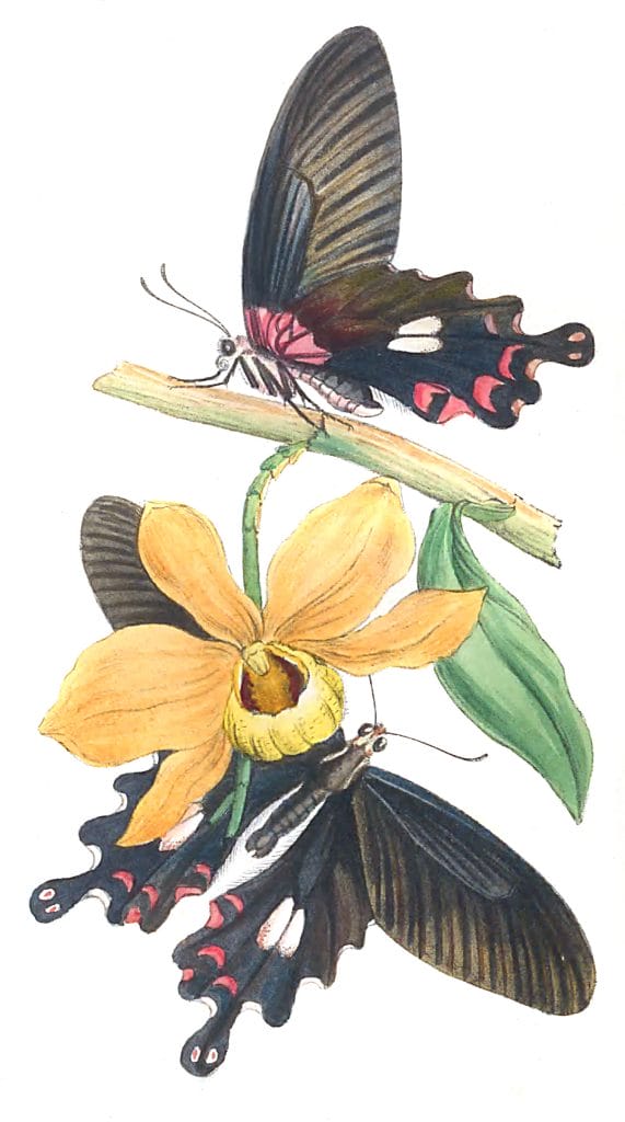 Illustration Of A New Indian Species Of Papilio Vintage Illustration Vintage Illustration Vintage Illustration