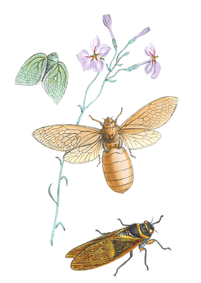 Illustrations Of Some Genera Belonging To The Family Cicada Vintage Insect Illustration