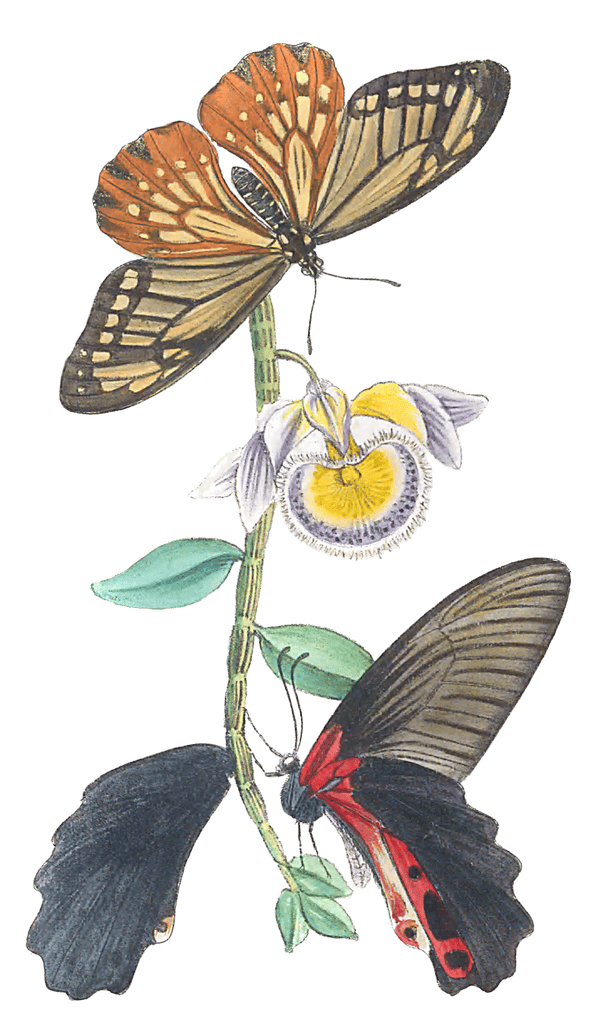 Illustrations Of Two Hitherto Unfigured Species Of Papilio Vintage Butterfly Illustration