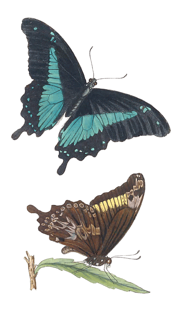 Illustrations Of Two New African Species Of Papilio 2 Vintage Butterfly Illustration