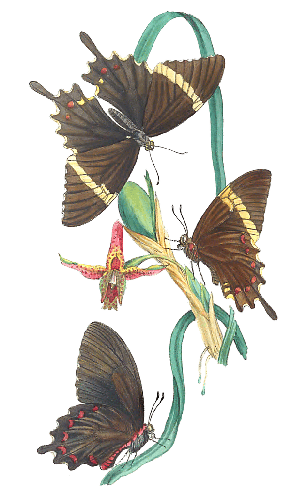 Illustrations Of Two Species Of Papilio Vintage Butterfly Illustration