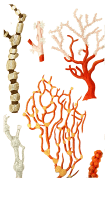 Isis Queue De Chaval Vintage Coral Illustrations In The Public Domain