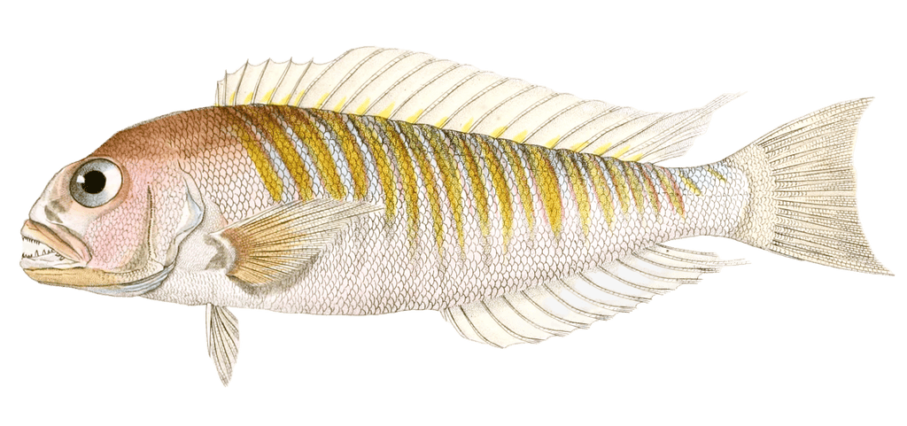 Latilus Cercle Vintage Fish Illustrations In The Public Domain