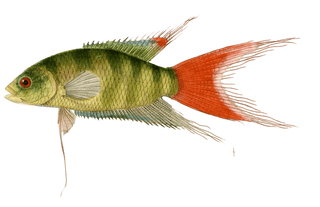 Le Beau Macropode Vintage Fish Illustrations In The Public Domain