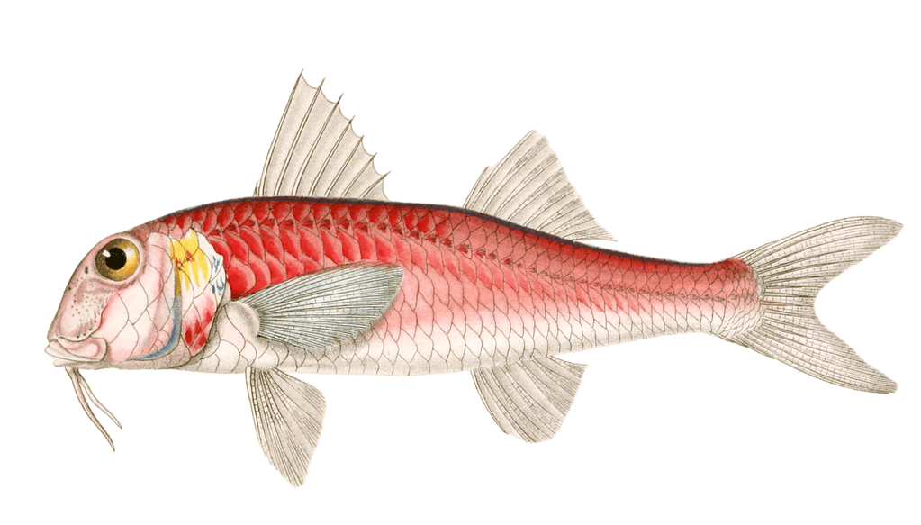 Le Rouget Vintage Fish Illustrations In The Public Domain