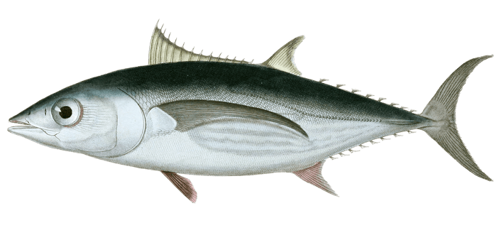 Le Germon Vintage Fish Illustrations In The Public Domain