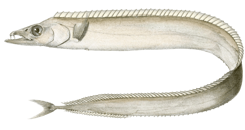 Lepidoepe Argente Vintage Fish Illustrations In The Public Domain