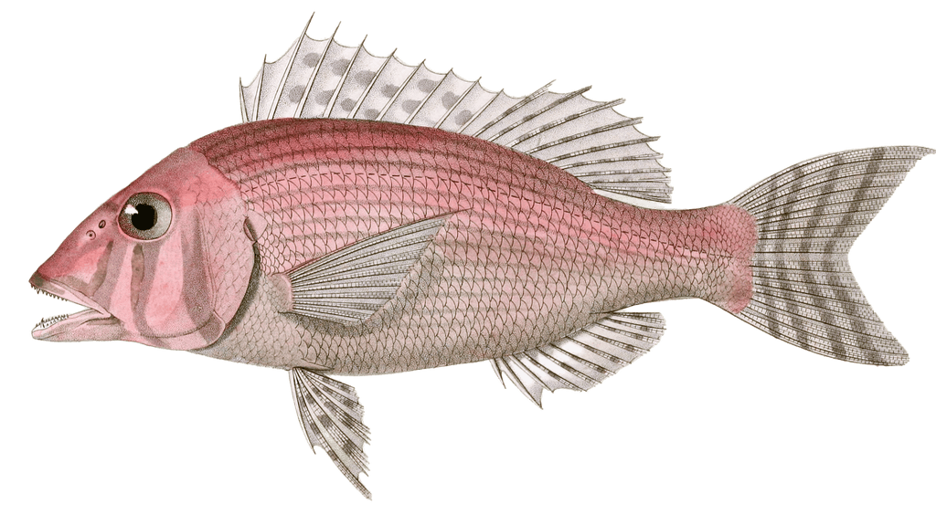 Lethrynus A Joues Rayees Vintage Fish Illustrations In The Public Domain
