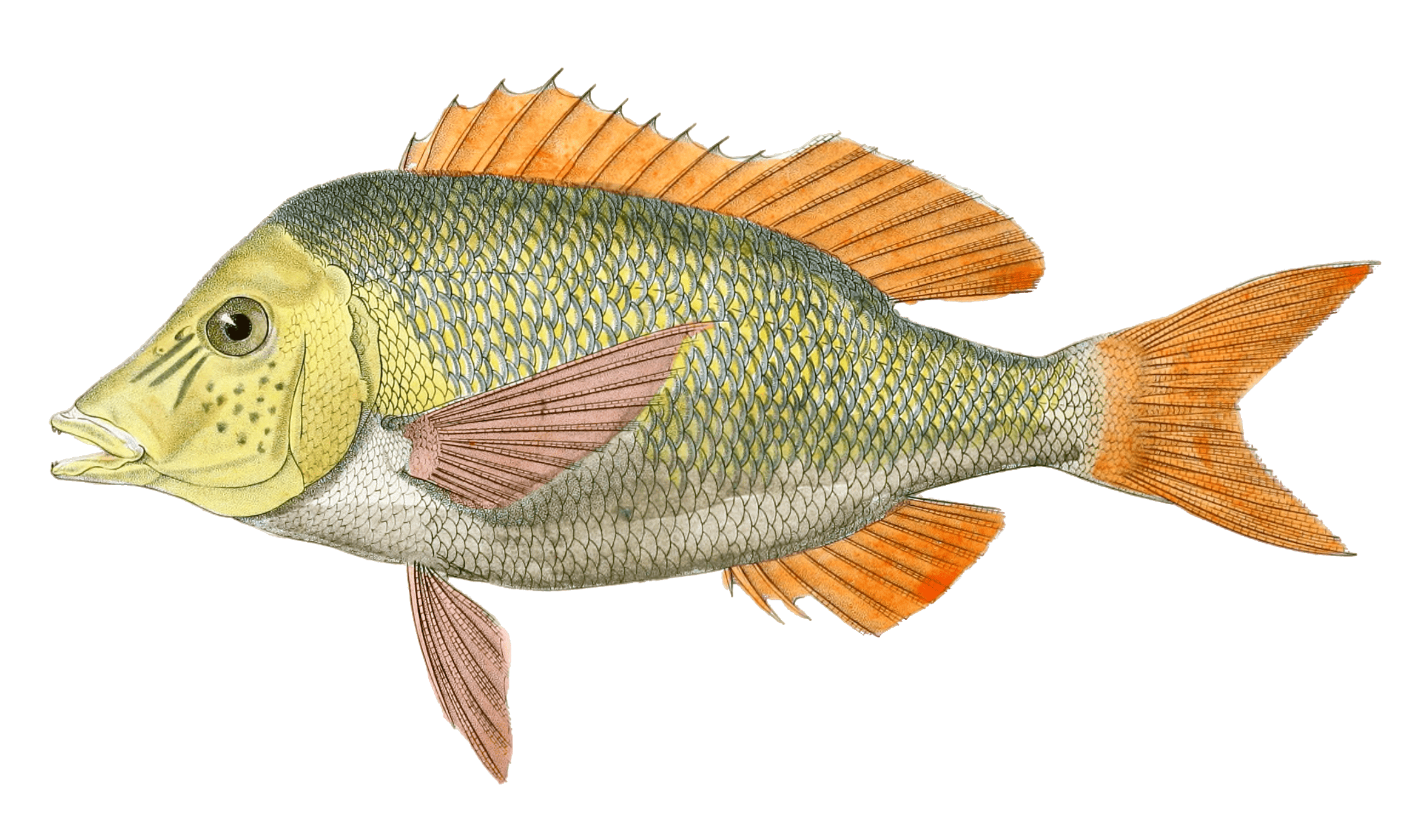 Lethrynus Comestible Vintage Fish Illustrations In The Public Domain ...