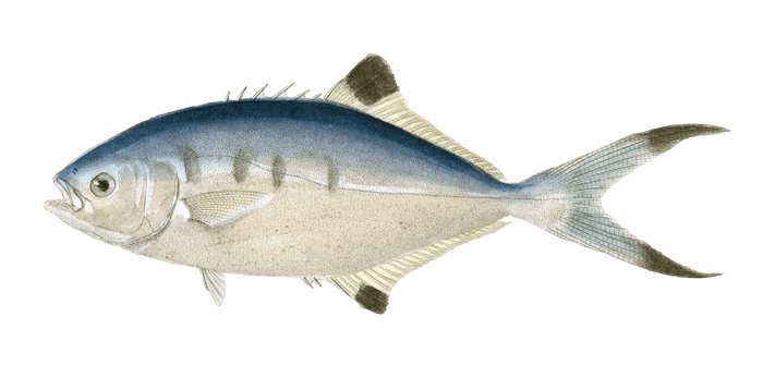 Liche Glaycos Vintage Fish Illustrations In The Public Domain