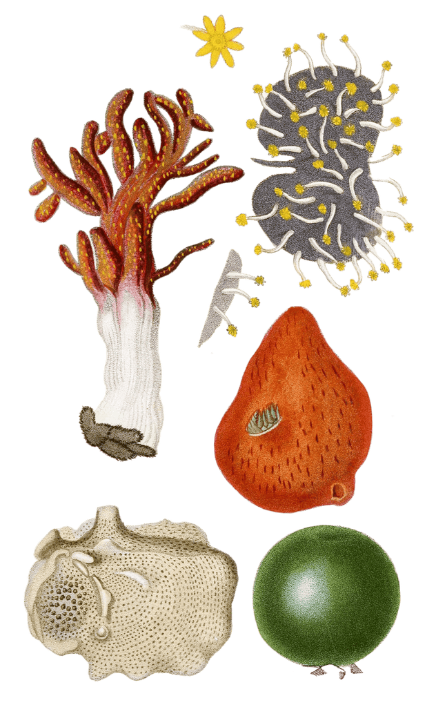 Lobulaire Palme Vintage Sea Anemone Illustrations In The Public Domain
