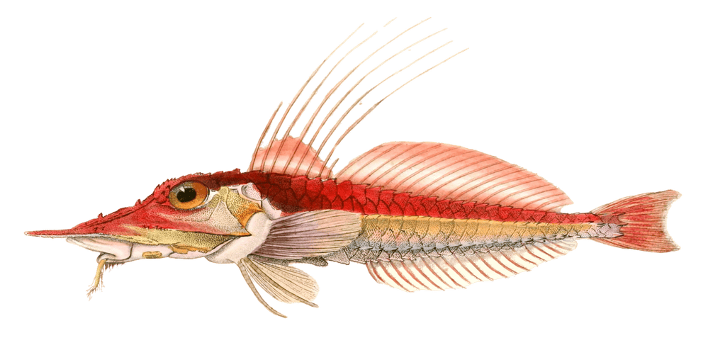 Malarmat Vintage Fish Illustrations In The Public Domain