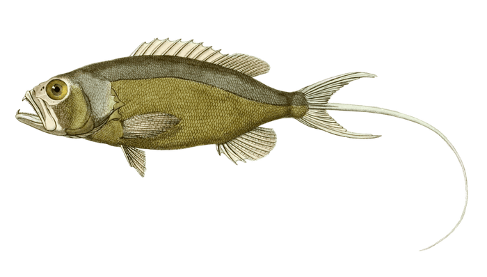 Merou Paille En Queue Serranus Phaeton Vintage Fish Illustrations In The Public Domain