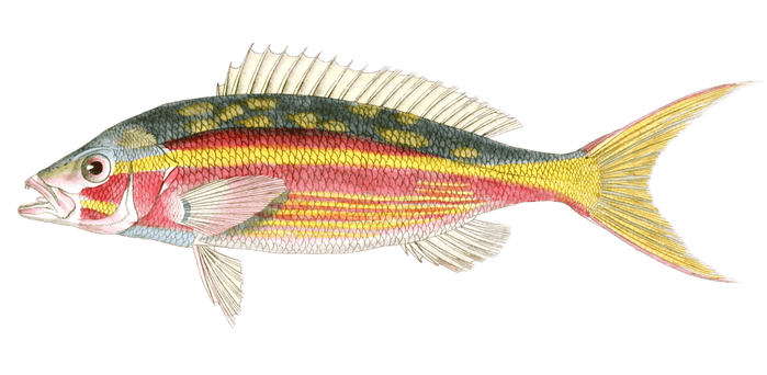 Mesoprion A Queue Dor Mesoprion Chrys Vintage Fish Illustrations In The Public Domain